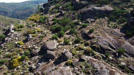 ovejas en las montañas vista aérea