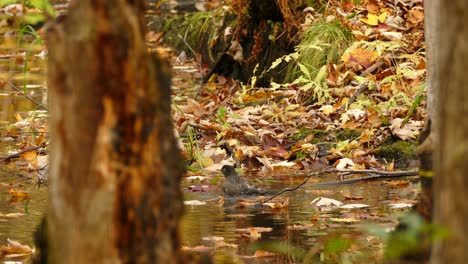 american robin bathing on wetland in the forest during autumn season