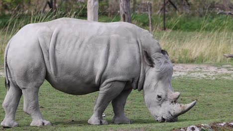 medium shot of stable southern white rhinoceros grazing on grass field in nature