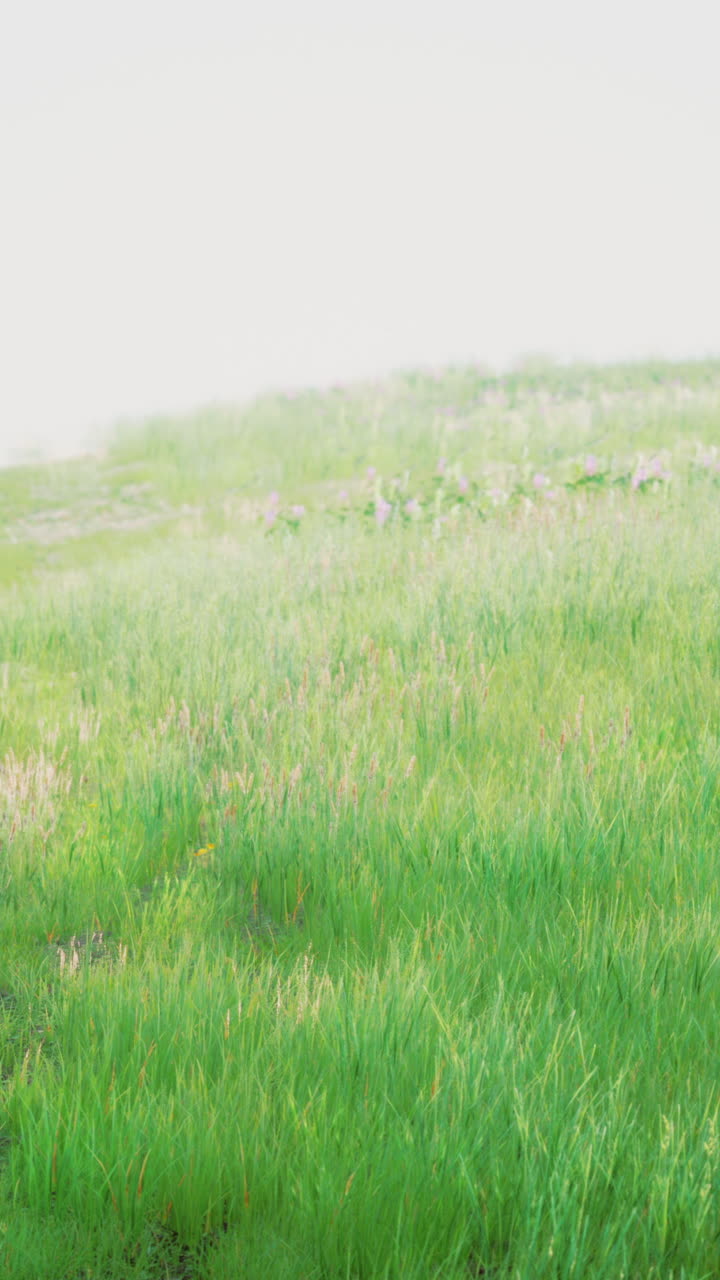 campo de hierba verde y sereno