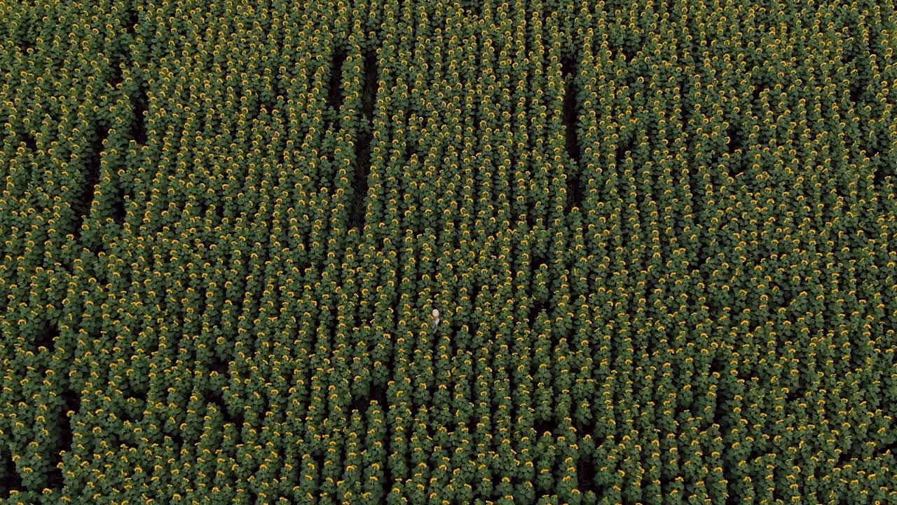 una mujer con un sombrero blanco está caminando por un campo de flores. video de vista aérea desde un helicóptero. vista superior.