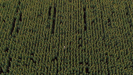 woman in a white hat is walking on a flowering field. aerial view video from copter. top view.