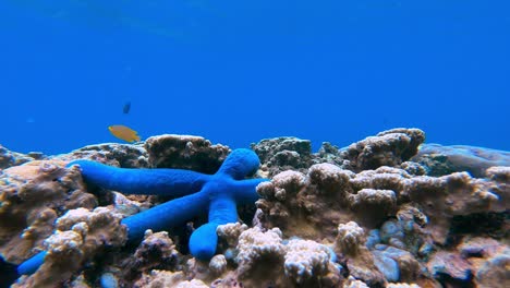 time lapse of blue starfish moving through corals while tropical fish swim around