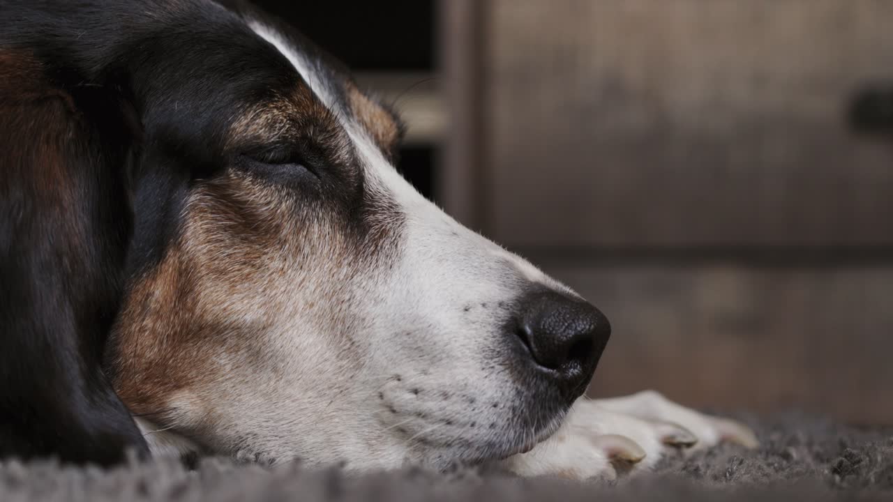 perro grande cansado tomando una siesta