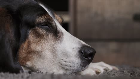 tired large dog taking a nap