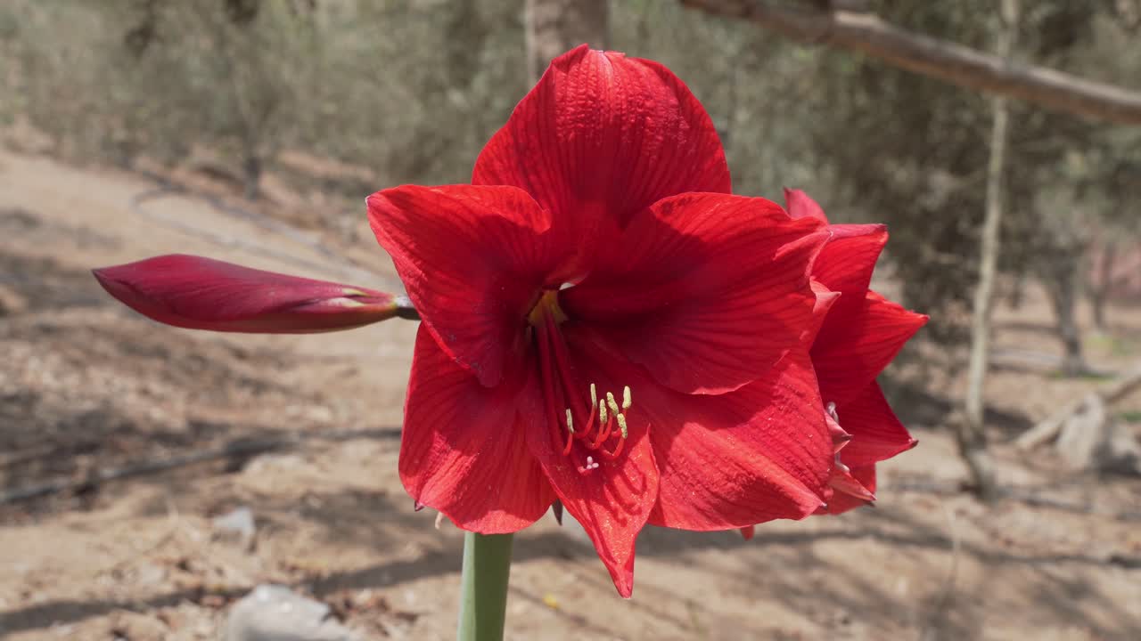 Vibrant Red Amaryllis Flower and Bud Swaying Gently in a Natural Wild Setting