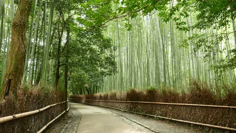 bela floresta de bambu