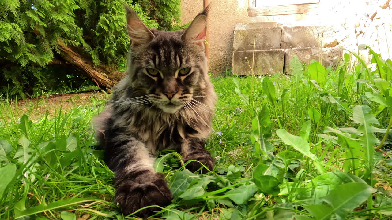 A man's hand caresses a maine coon cat that enjoys the attention