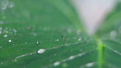 Primer-Plano-Verde-Fresco-De-Las-Hojas-De-La-Planta-De-Taro-Con-Rocío-Matutino