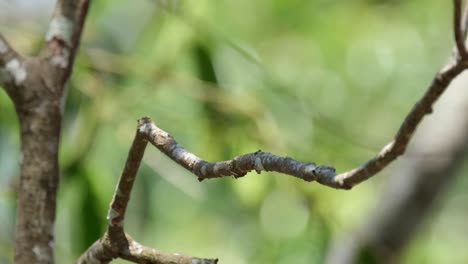 while perching on a branch, the red-throated flycatcher, ficedula albicilla is preening to clean up its tail and feathers and it flew to the top right side of the frame, taken at khao yai, thailand