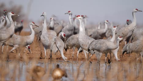 Clsoe-up-of-sandhill-cranes-walking-around-in-cornfield