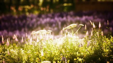 Sonnenuntergang-Im-Wildblumenfeld