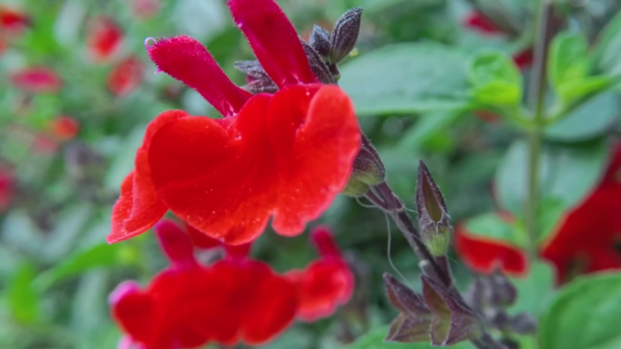 Primo piano di due fiori di Salvia rossa con sfondo di fogliame verde sfocato