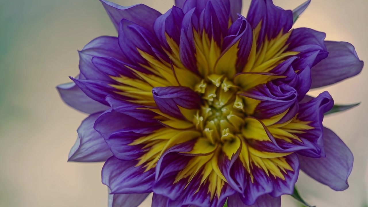 Primo piano di un fiore di dalia viola e giallo vivace