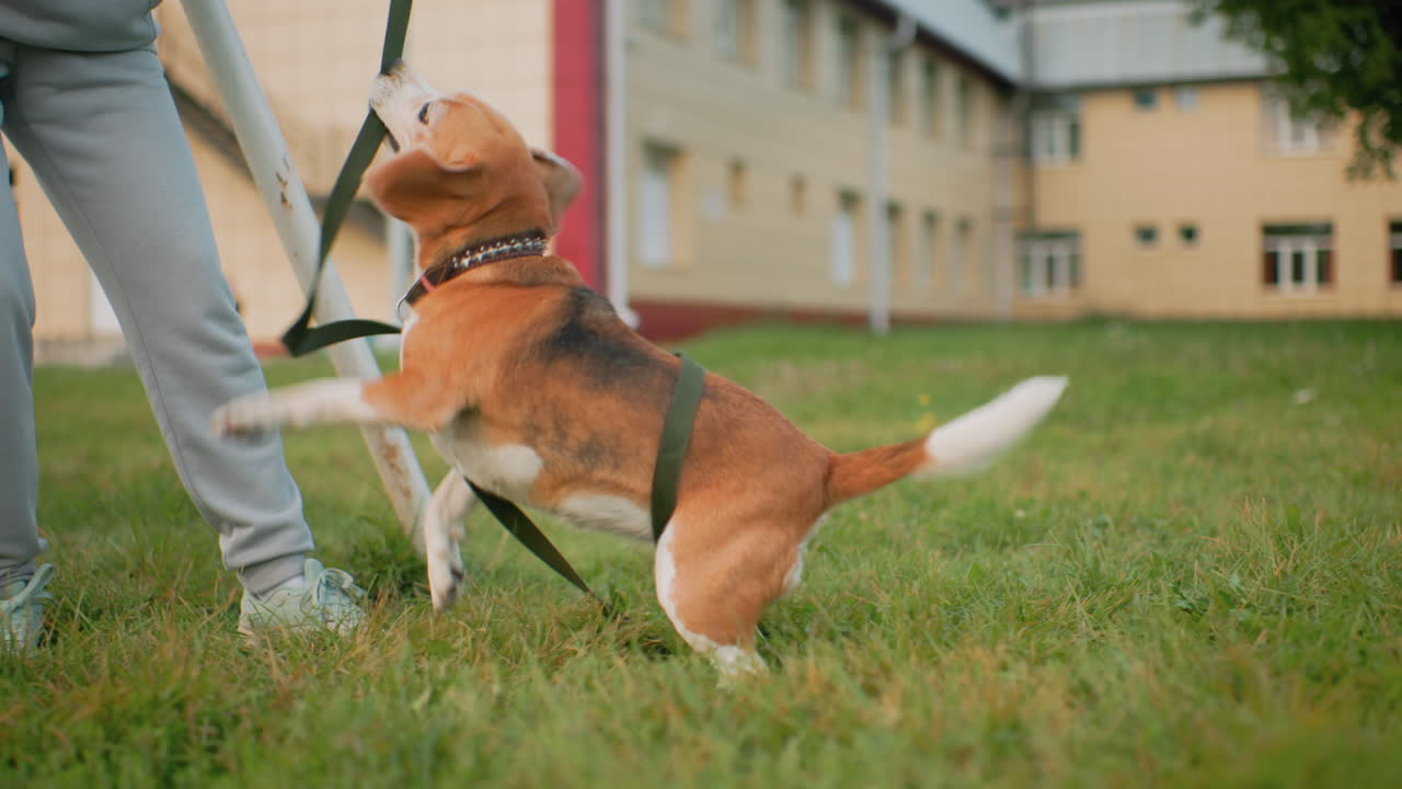 Playful beagle dog tugging on leash as it wraps around body during energetic outdoor session on green grass near buildings lively moment capturing excitement loyalty between pet and owner in open air