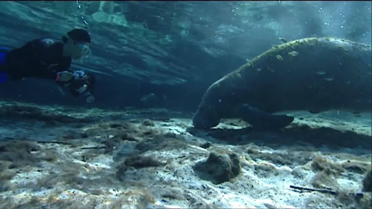un buzo fotografía a un manatí bajo el agua