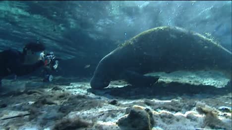 a diver photographs a manatee underwater