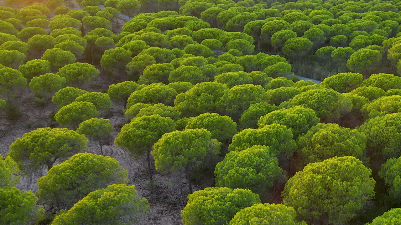 pinus pinea árboles que crecen en el exuberante bosque de el rompido, españa - toma aérea de drones