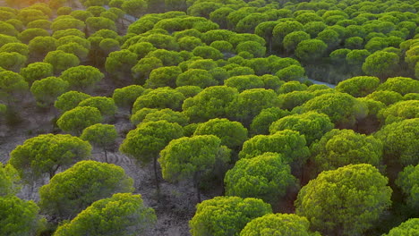 Pinus Pinea Trees Growing On Lush Forest Of El Rompido, Spain - aerial drone shot