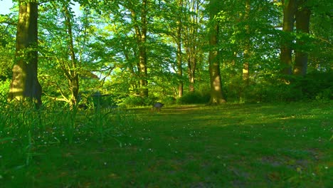 Extreme-Weite-Aufnahme-Von-Möwen-Und-Möwenbabys,-Die-Zusammen-Fressen-Pildammsparken-In-Malmö-Schwedische-Natur-In-Malm?