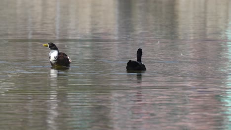 dos patos salvajes nadando alrededor de un lago en un día soleado