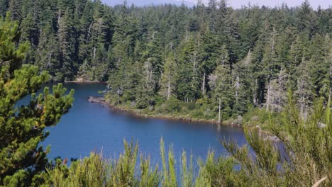 Looking-down-on-a-freshwater-lake-in-Oregon,-lined-with-pine-trees-swaying-in-the-wind