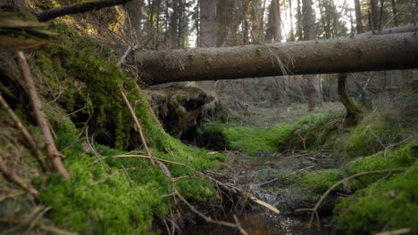 fallen trees above a tiny stream with rocks covered in moss on a side and sunlight in the back