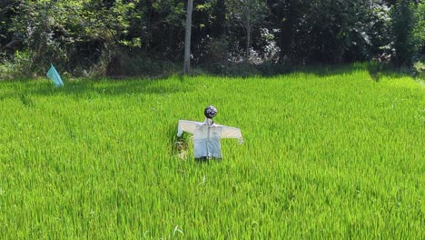 scary scarecrow human shaped figure wearing old white business shirt in farmers rice paddy field to deter birds from eating crops