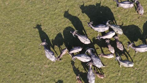 Top-down-aerial-view-of-herd-of-buffaloes-grazing-in-an-open-field