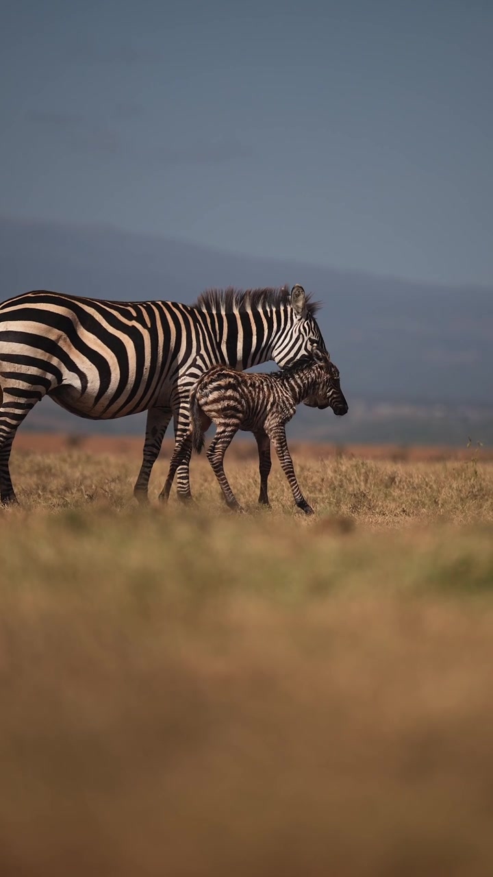 Cuccioli di animali, cucciolo di zebra appena nato nella stagione dei parti con la madre in Africa durante un safari africano, che se ne prende cura dopo il parto, piccoli cuccioli di animali in Kenya, video verticale per i social media.