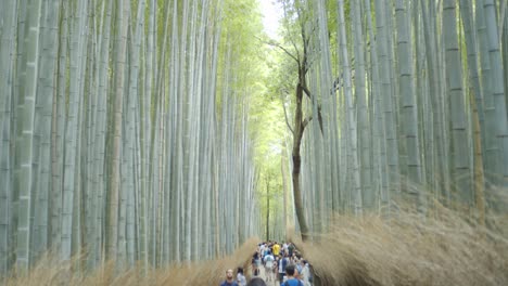 looking over the path in the bamboo forest with minimal face showing in kyoto, japan midday soft light slow motion