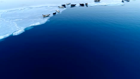 view of seals on white ice floe in iceland. seals are next to the blue sea.