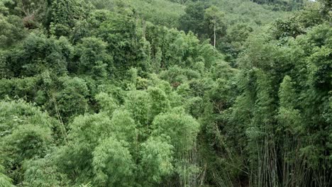 Toma-Aérea-De-Un-Denso-Bosque-De-Bambú-En-Medio-De-Una-Jungla