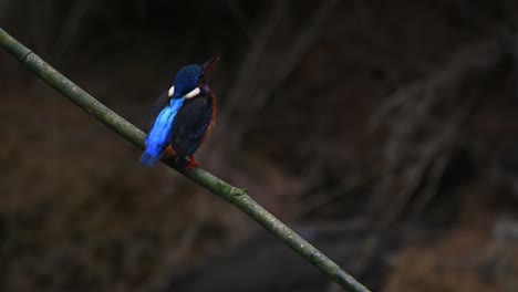 martín pescador de orejas azules, alcedo meninting, tailandia