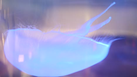 medusas en el acuario