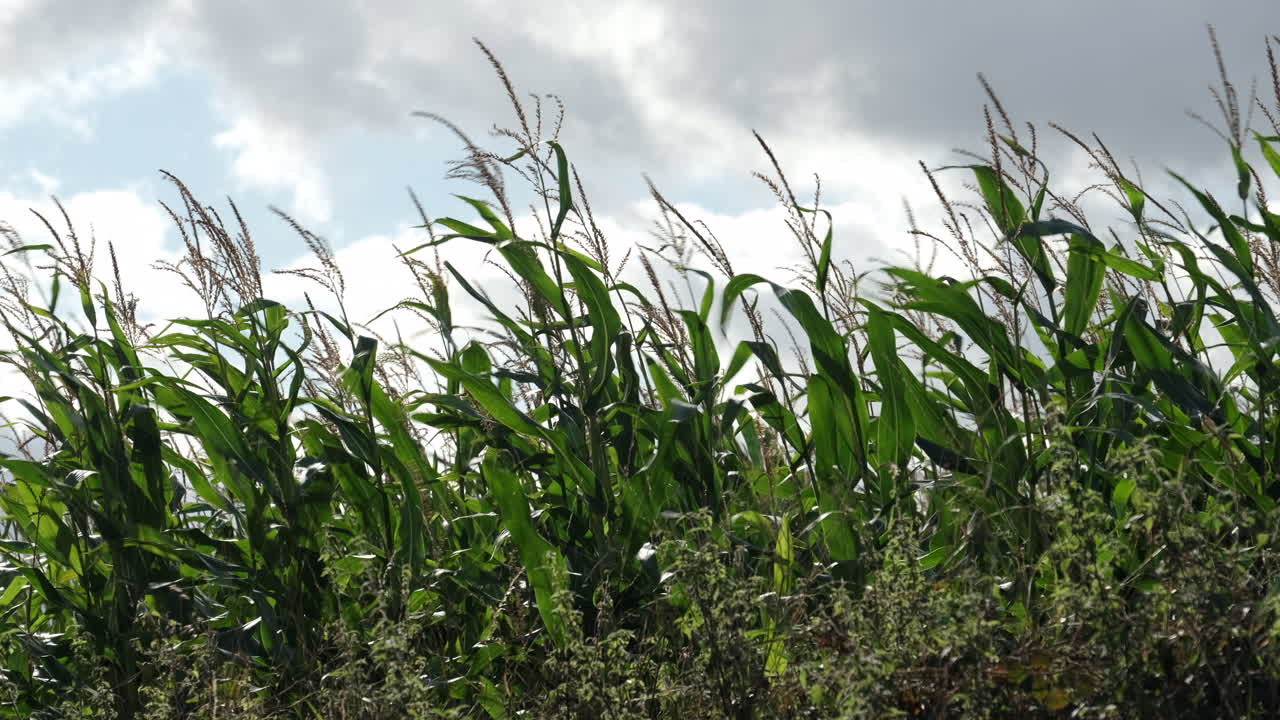 una cosecha de maíz doblada en el fuerte viento otoñal en una granja en worcestershire, inglaterra