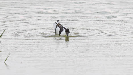 Avocet-wading-seabird-feeding-on-the-marshlands-of-the-lincolnshire-coast-marshlands,-UK