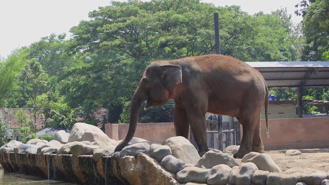 Elephant Drinking Water at Zoo