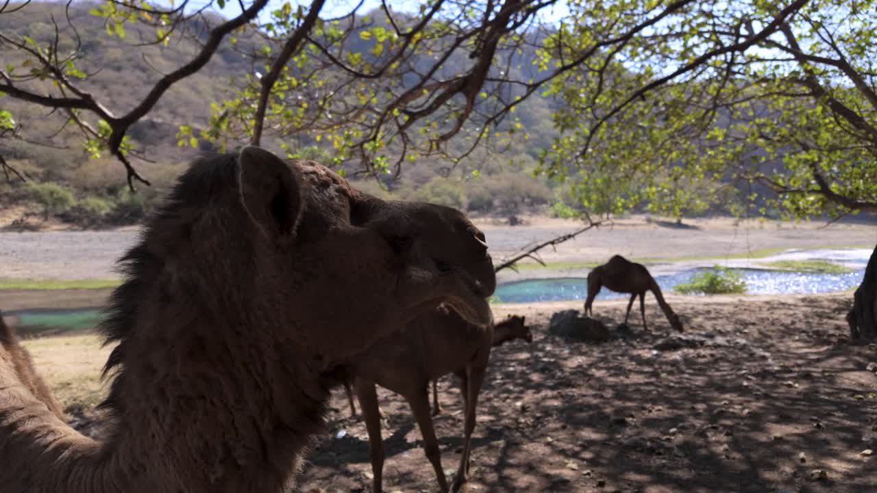 Free range camel at Wadi Darbat, Oman pumps the cameraman out of his shade
