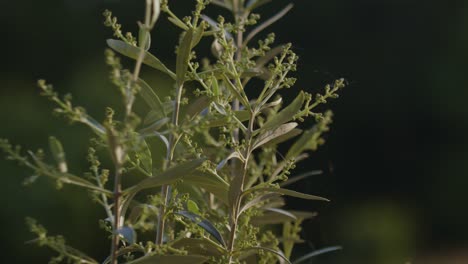 young olive plant with webs blown by the wind