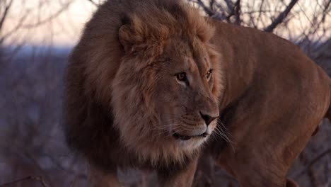 el león se vuelve hacia ti babeando por la mordedura de la presa slomo luz de la mañana