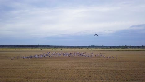 vista aérea de una gran bandada de grullas comunes tomando aire, campos agrícolas, vida silvestre, migración de aves otoñales, día nublado de otoño, tiro de drones de gran angular avanzando
