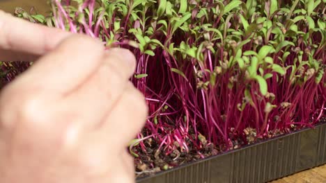 Woman-hands-cut-microgreen-beet-grow-plants-with-scissors,-healthy-food-concept,