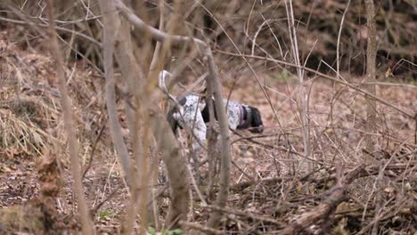 A-hunting-dog-sniffing-and-alert-walking-in-the-forest,-no-people,-selective-focus