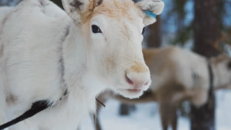 young white reindeer in swedish norbotten lapland looking at camera with adult caribou in background