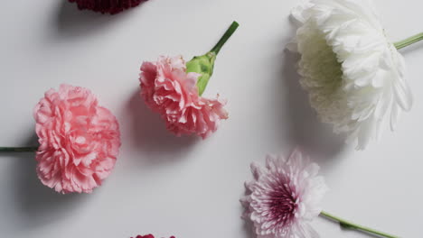 video de flores blancas, rojas y rosas y copia espacio en fondo blanco