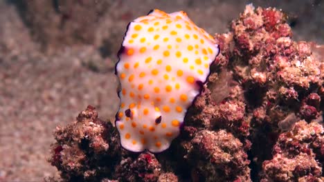 spotted chromodoris sea slug close up on coral reef
