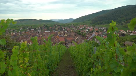 filas de hermosos viñedos en la antigua ciudad de riquewihr en un día sombrío