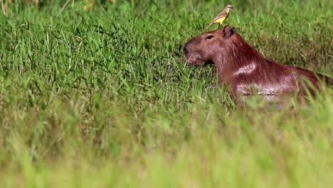 Bird-on-head-of-Capybara-in-grassy-wetland-marsh,-cattle-tyrant-in-water-in-Barba-Azul-Reserve