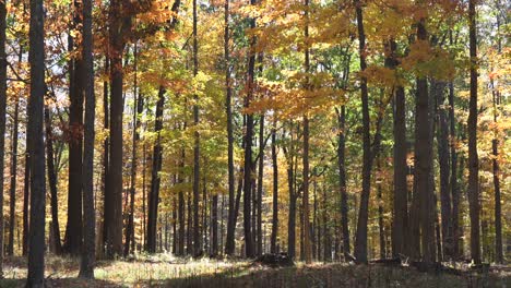 The-beauty-of-the-autumn-leaves-in-the-forest-on-a-windy-day